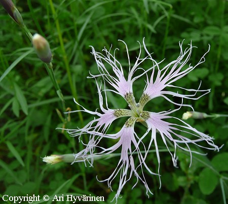 Dianthus superbus, pulskaneilikka